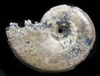 Iridescent Sublunduloceras Ammonite Fossil - Russia #34596-1